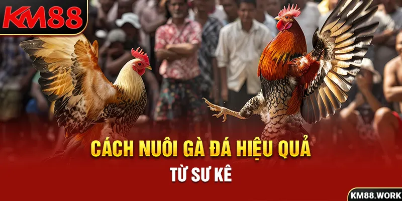 cách nuôi gà đá hiệu quả