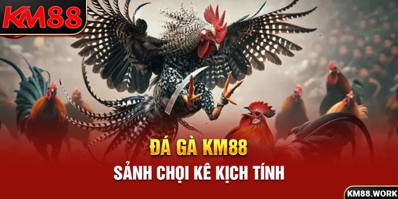 Đá gà KM88 - Không gian chọi kê hàng đầu thị trường