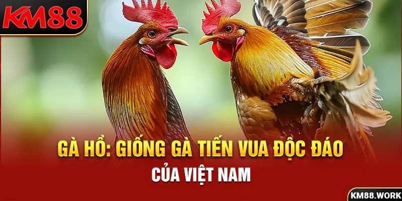 Gà Hồ Bên Cạnh Những Thông Tin Thú Vị Bạn Cần Biết 