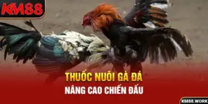 Thuốc nuôi gà đá nâng cao chiến đấu