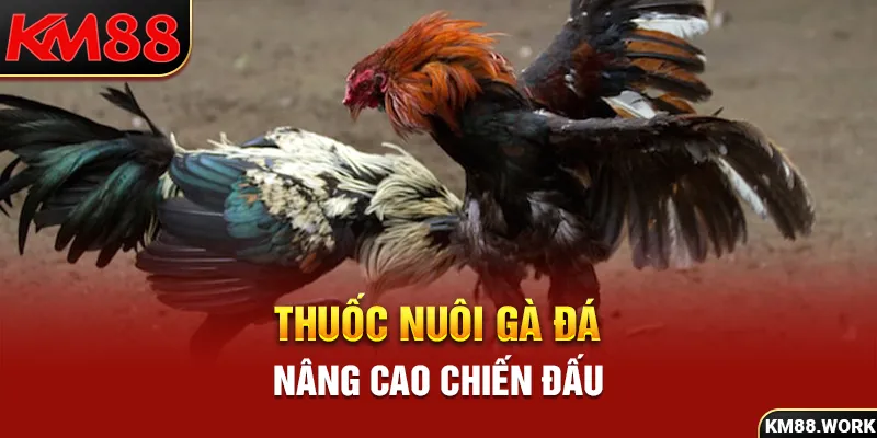 Thuốc nuôi gà đá nâng cao chiến đấu