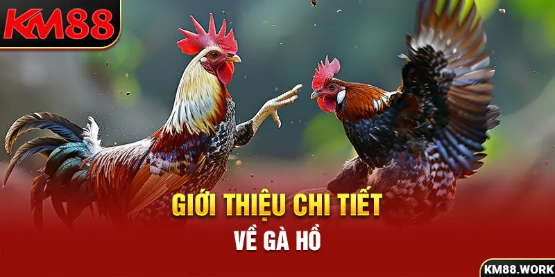 Gà Hồ - niềm tự hào vùng đất Kinh Bắc