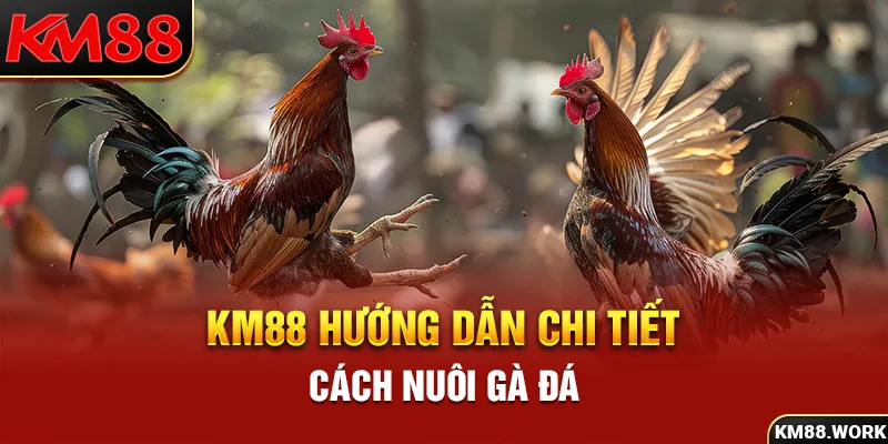 KM88 hướng dẫn tất tần tật về cách nuôi gà đá