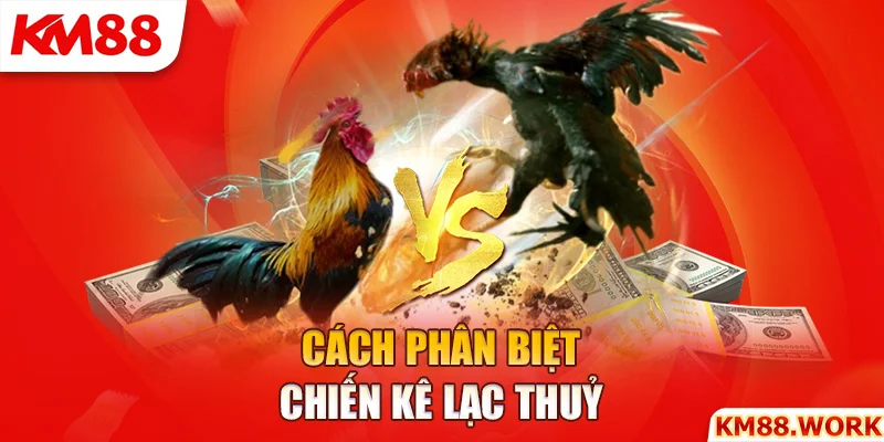 Cách phân biệt chiến kê Lạc Thuỷ và những dòng gà khác