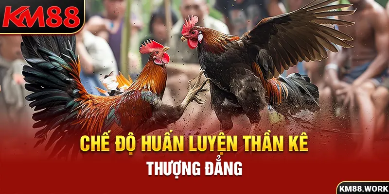 Phổ biến cách huấn luyện thần kê thượng đẳng