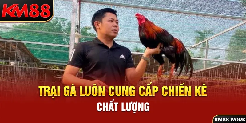 Trại gà Hưng Cần Thơ chuyên cung cấp chiến kê chất lượng