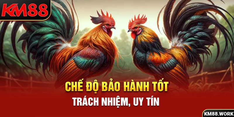 Chế độ bảo hành cực kỳ hấp dẫn ở trại gà Hưng Cần Thơ