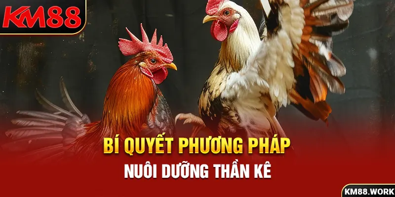 Bật mí phương pháp nuôi dưỡng thần kê oai phong lẫm liệt