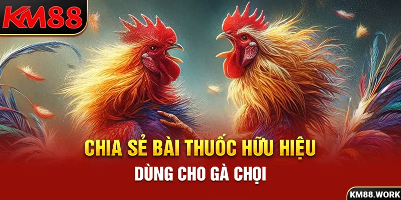 Một số bài thuốc hữu hiệu dùng cho gà chọi