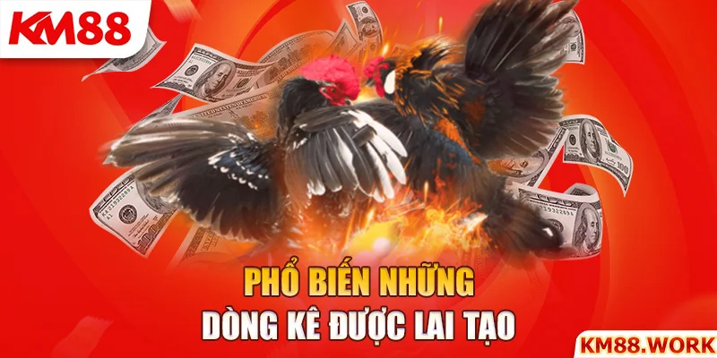 Phổ biến những dòng kê giáp được lai tạo nhiều nhất hiện nay